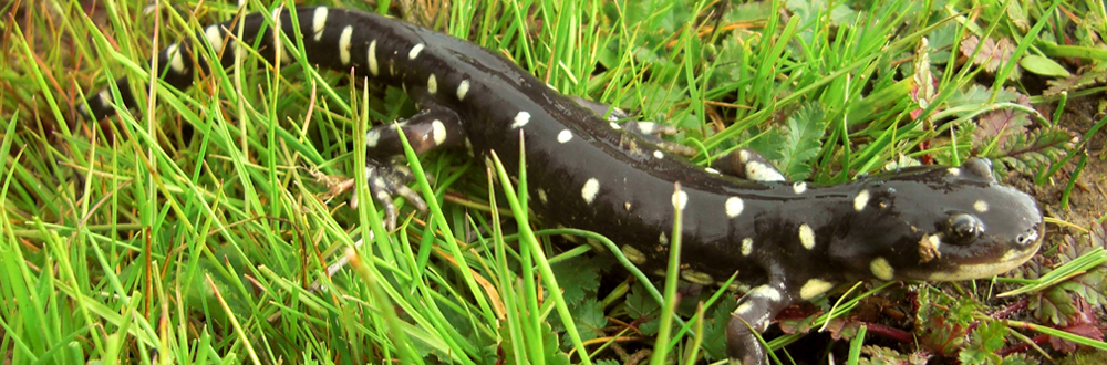 ca tiger salamander